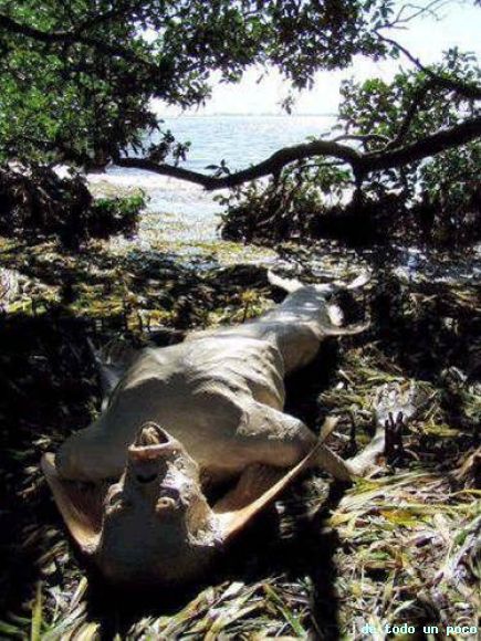 ESISTEN LAS SIRENAS