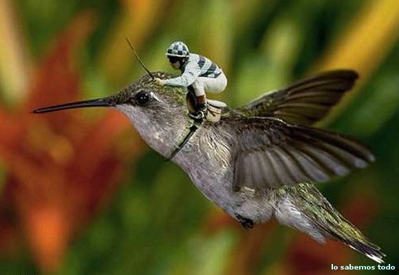galopar y volar