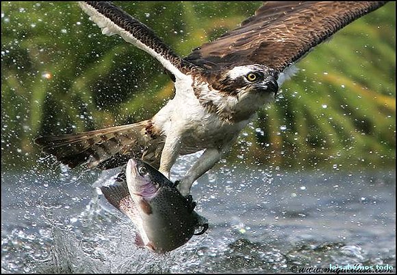 aguila pescado