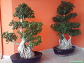 bonsai