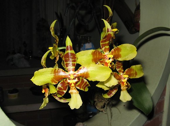 Orquidea