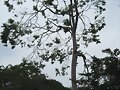Arbol c/iguanas
