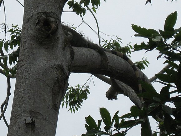 Iguana