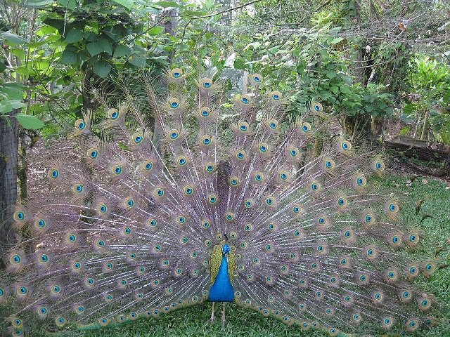 Pavo real