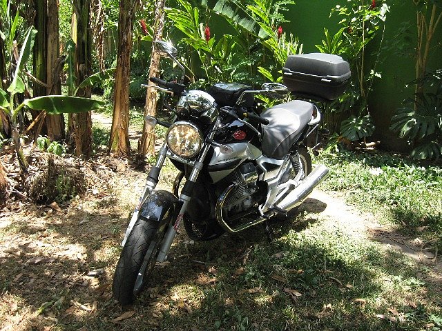 Breva en bananal