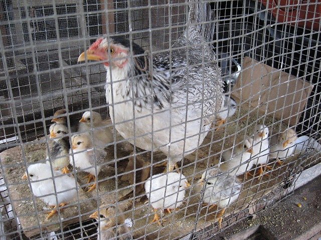 Más pollos