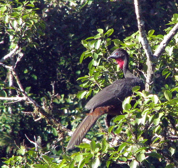 Pava Eco Pavones
