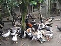 La granja