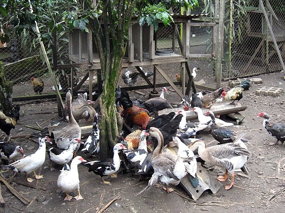 La granja