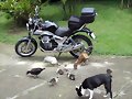 Guzzi y otros bichos