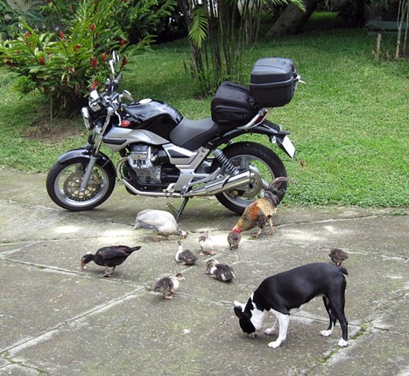 Guzzi y otros bichos