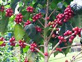 Granos de caf&eacute; maduros