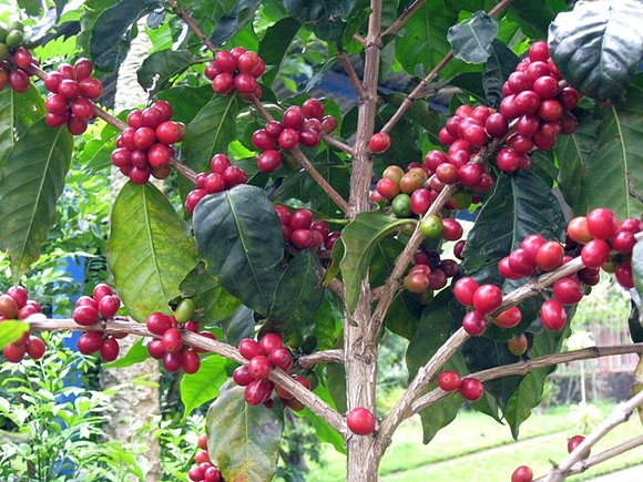 Granos de café maduros