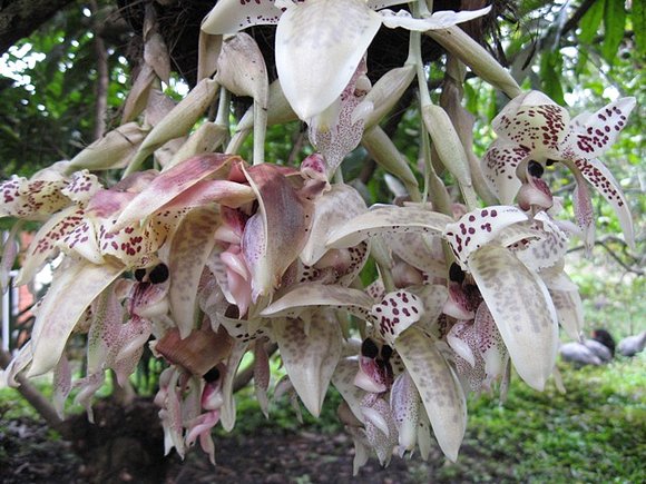 Planta: Toritos