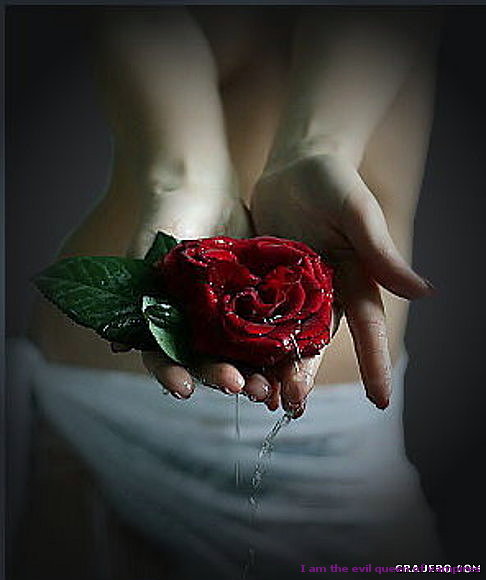 rose