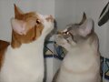 Star y Joca