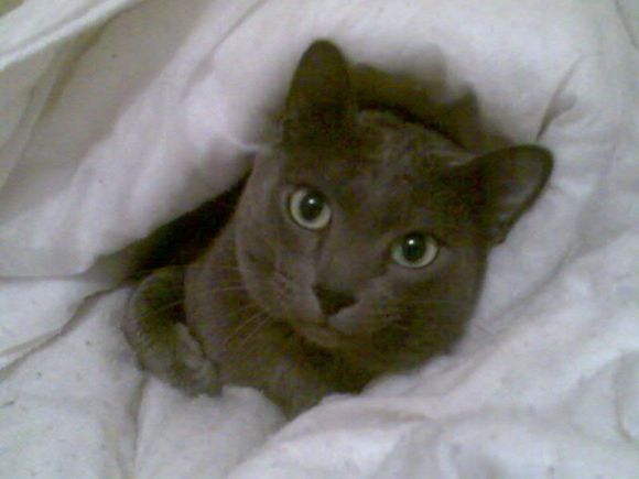 Chico