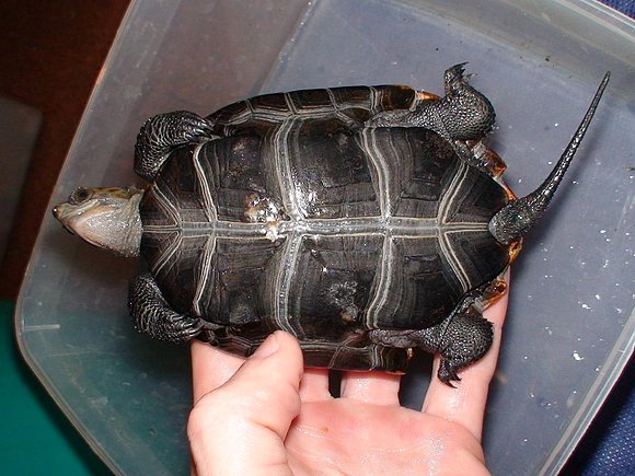 Mauremys japonica