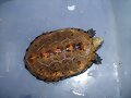 Mauremys japonica