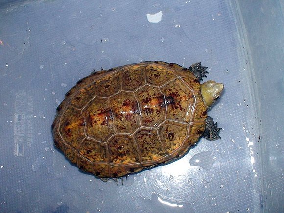 Mauremys japonica