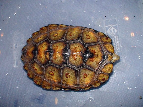 Mauremys japonica