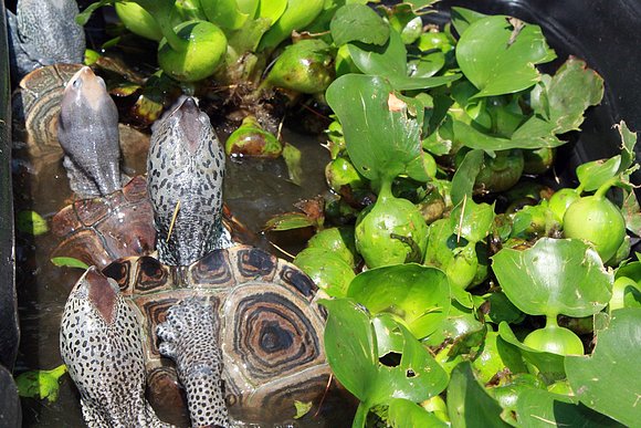 Malaclemys terrapin