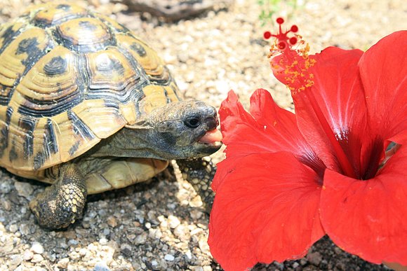 Testudo hermanni boettgeri