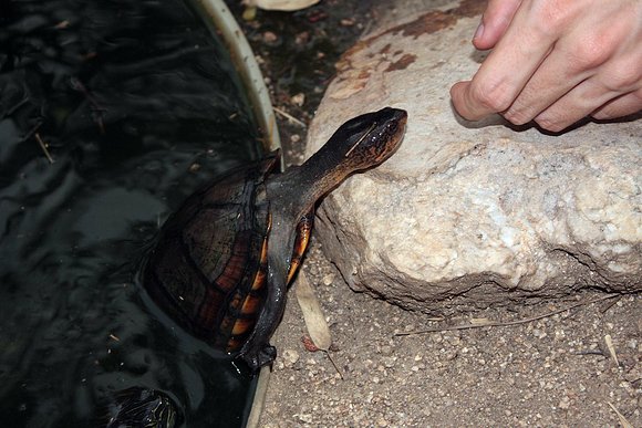 Kinosternon cruentatum