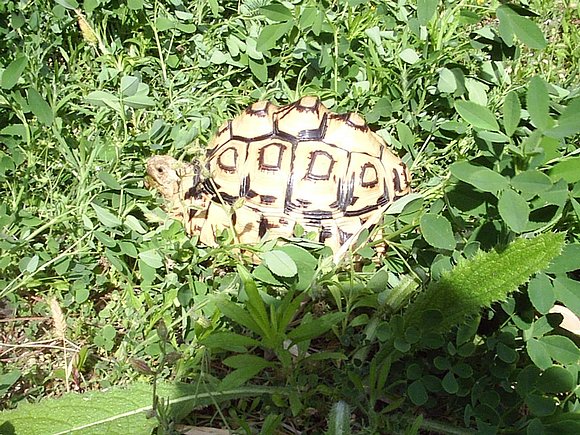 Geochelone pardalis
