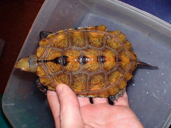 Mauremys japonica