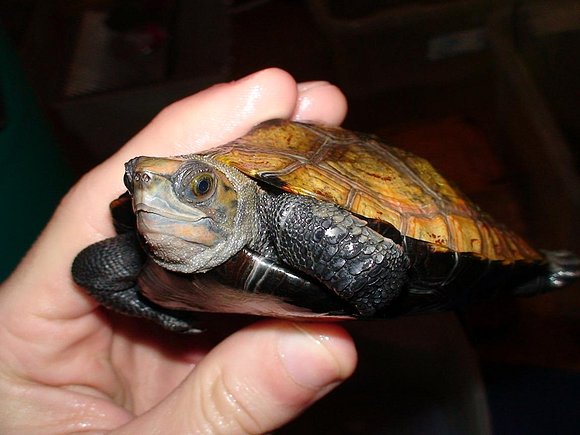 Mauremys japonica