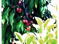 Cerezas