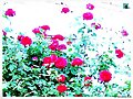 Rosal