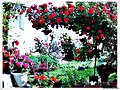 Rosal