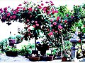 Rosal