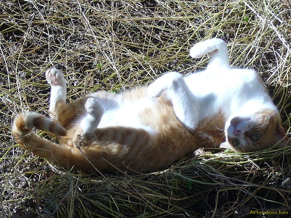 Mi gata Visy..