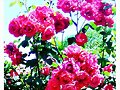 Rosas