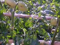 Mis tomates...pronto valdran..