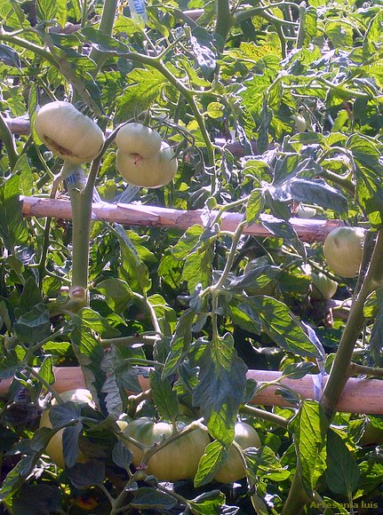 Mis tomates...pronto valdran..