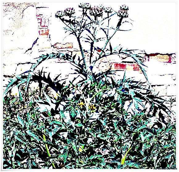 Flor de cardo