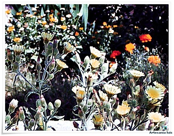 Postal Floral