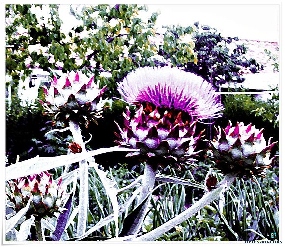 Flor de Cardo