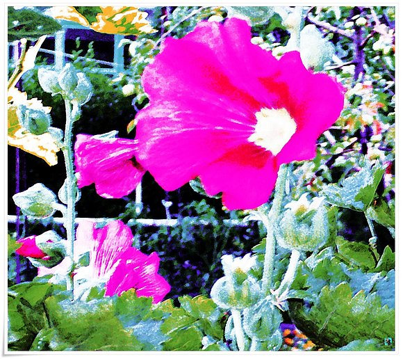 Flor de Calabaza China