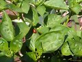 La Mariquita y el Pimento..
