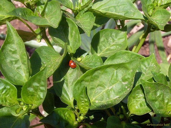 La Mariquita y el Pimento..