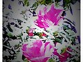 Flores Chinas