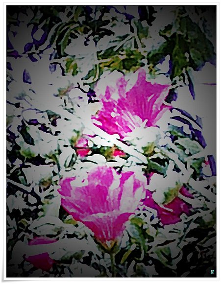 Flores Chinas