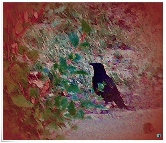 AMADOR el tordo