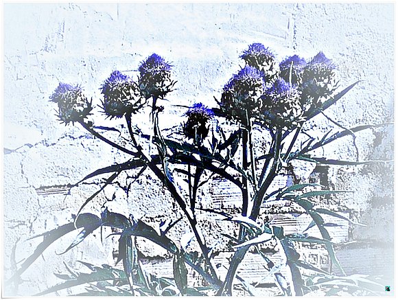 Flor de cardo