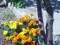 Los Copetes en Flor..